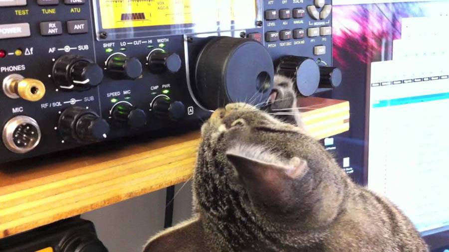 Людей напугала кошка, случайно сыгравшая на пианино. ведь мелодия – отличный саундтрек для фильмов ужасов
