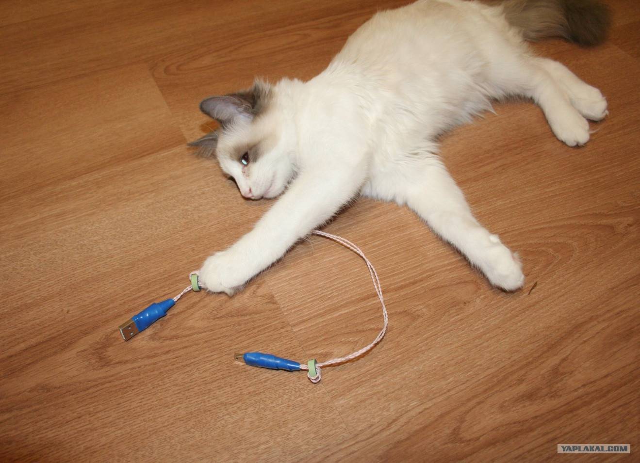 ᐉ как отучить кошку грызть провода? - ➡ motildazoo.ru