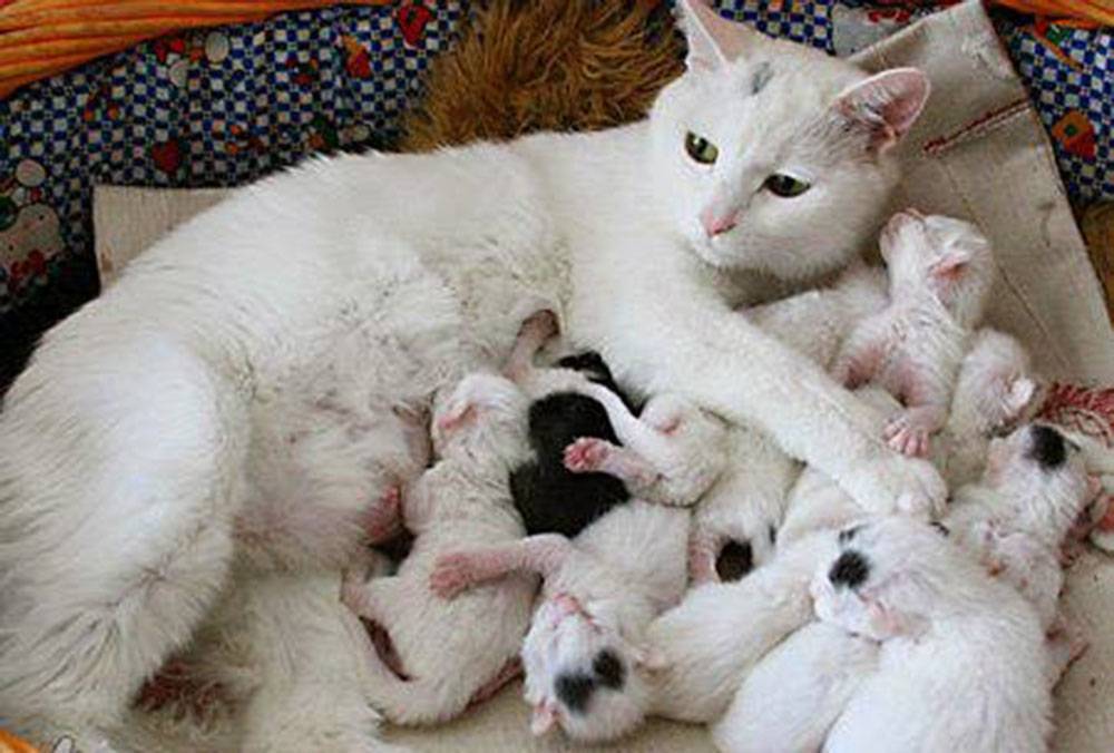 Сколько длится беременность у кошек в первый и следующие разы: примерная продолжительность гестации