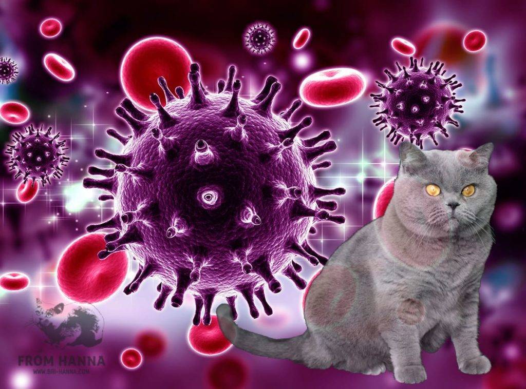 Вик, или вирус иммунодефицита кошек: симптомы, пути заражения, поддерживающая терапия, прогнозы, опасность для человека