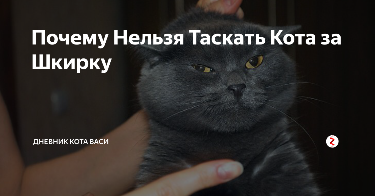 Можно ли щенка брать за шкирку, холку
