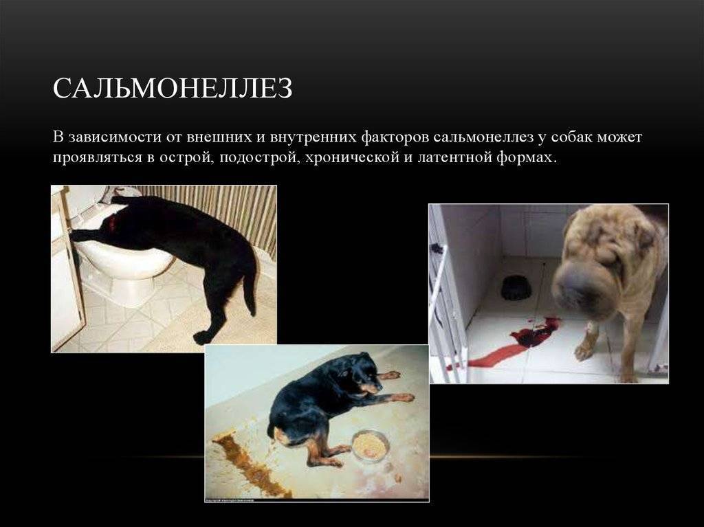 Сальмонеллез у кошек: источники заражения, проявления и терапия | ваши питомцы