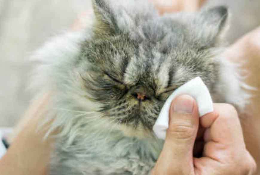 У кошки слезятся глаза – почему, что делать в домашних условиях, чем лечить