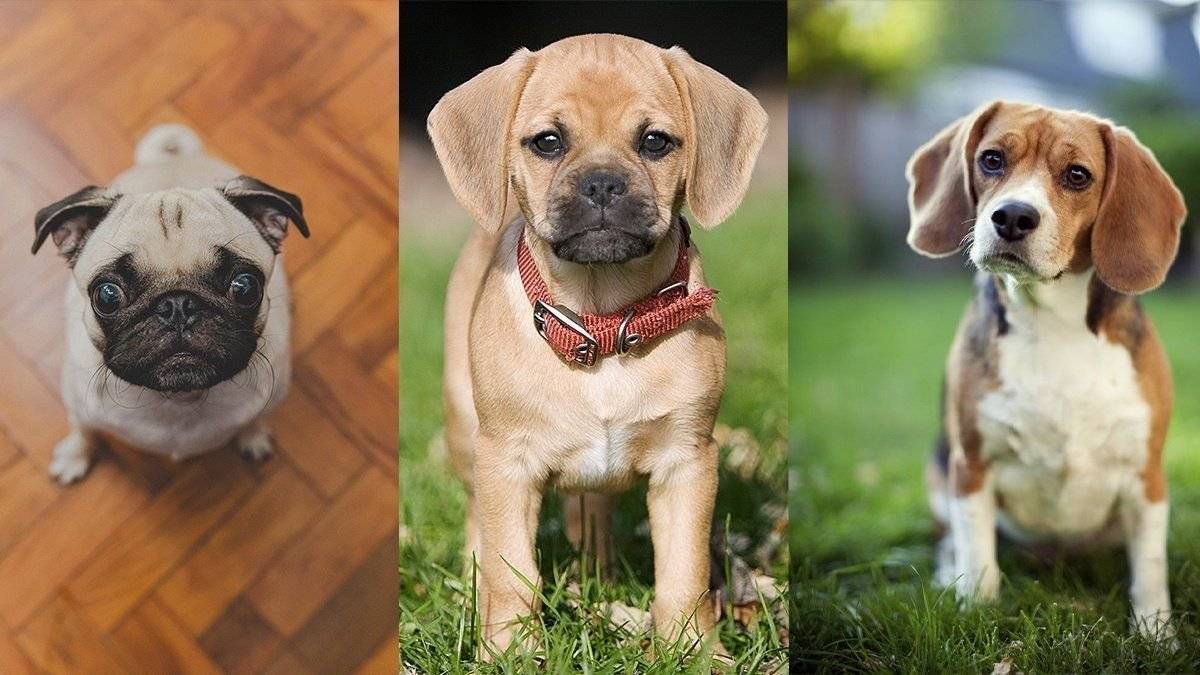 Сколько стоят 10 популярных дизайнерских пород собак