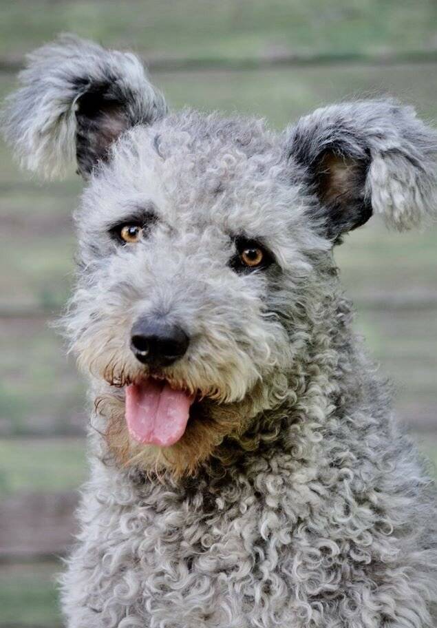 Муди (венгерская порода собак) — фото овчарки, описание и характеристика, особенности содержания
