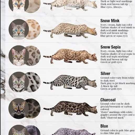 Таблица окрасов кошек.