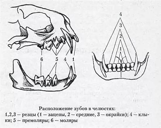 Сколько зубов у кошки взрослой схема