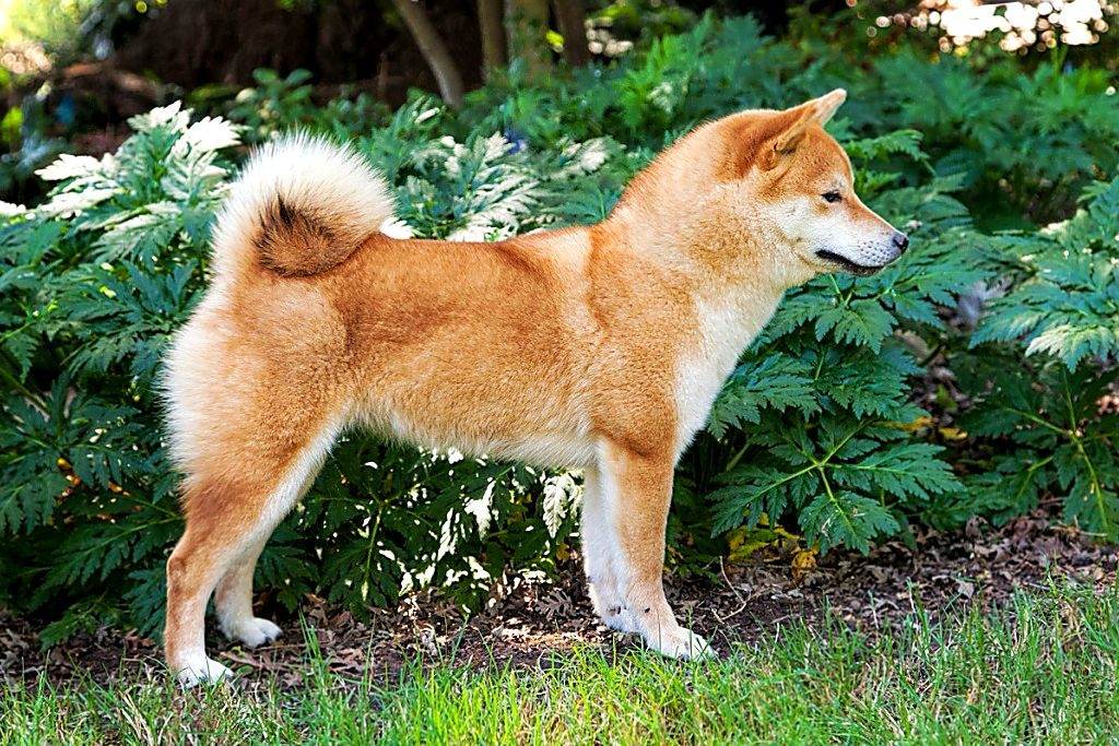 Японские породы собак: фото, краткая характеристика, особенности