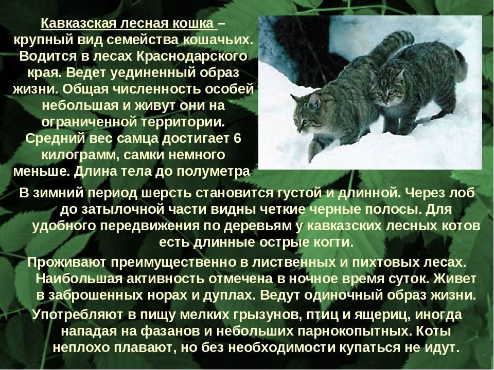 ᐉ лесной кот: образ жизни и описание дикого животного, характер и повадки, размножение и содержание в неволе - kcc-zoo.ru