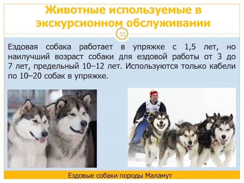 Ездовые собаки: описание пород, взаимотношения с человеком
