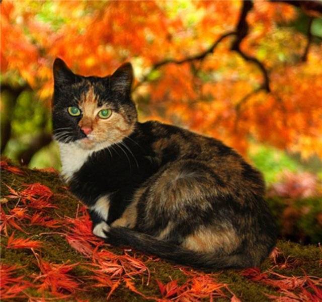 Кошки бывают разные: чёрные, белые, красные