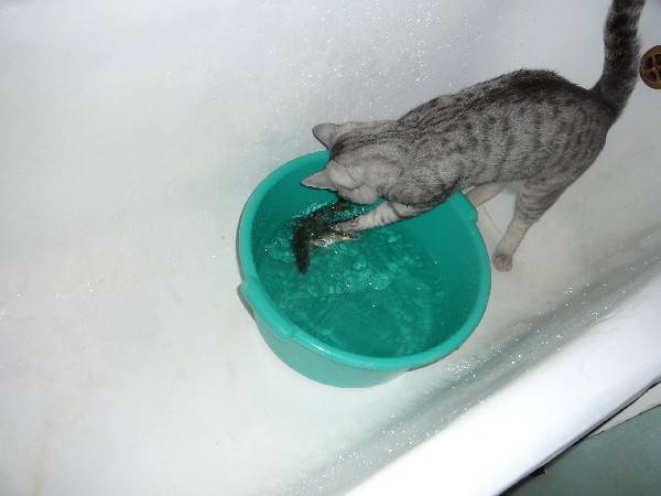 Почему кошки боятся воды