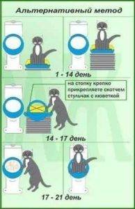Как приучить кота к лежанке