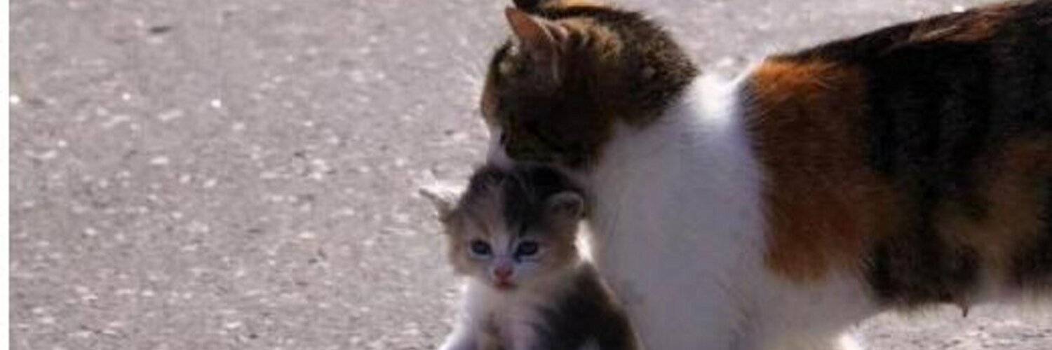 Кошка несет котенка в зубах