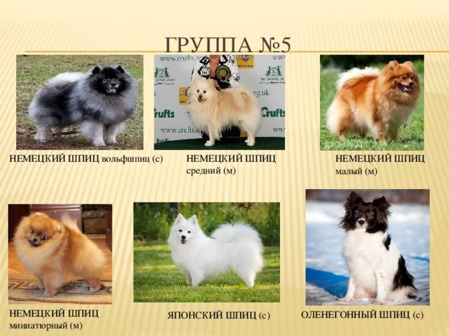 Японские породы собак: обзор всех представителей (+ фото) | ваши питомцы