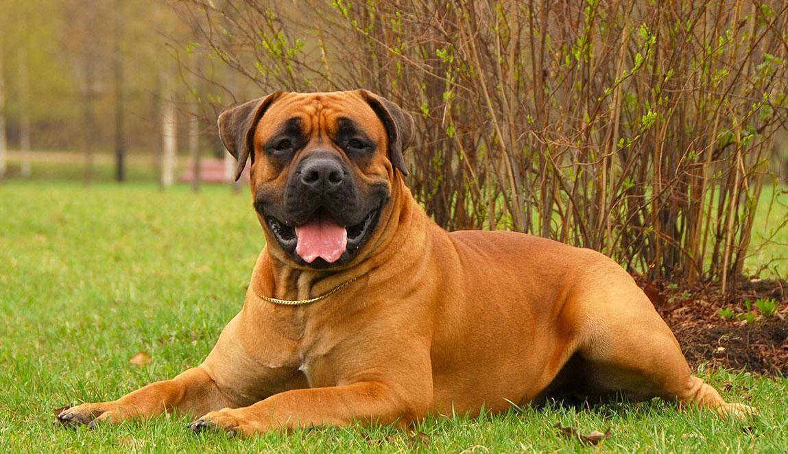 Самая красивая собака в мире: топ 10 лучших