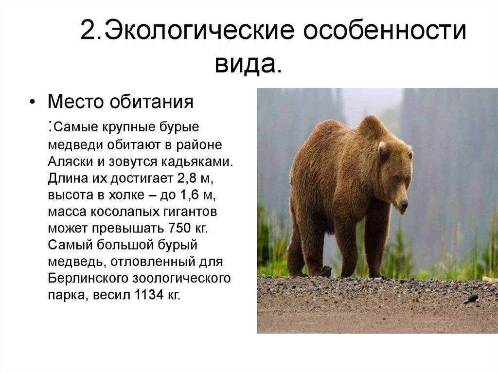 Бурый медведь (обыкновенный)