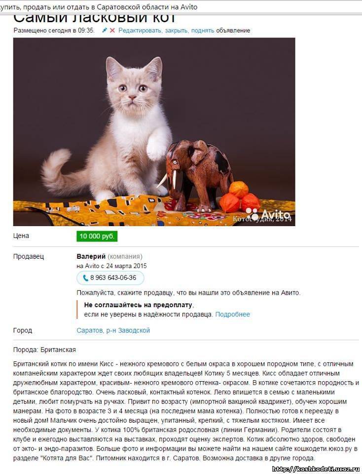 Секреты разведение кошек как бизнес в домашних условиях