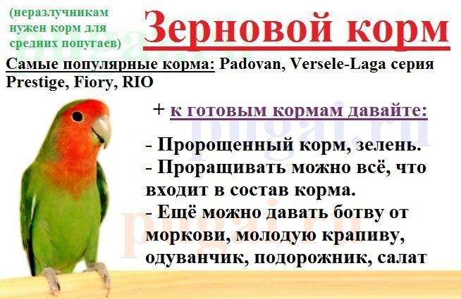 Как кормить неразлучников - wikihow