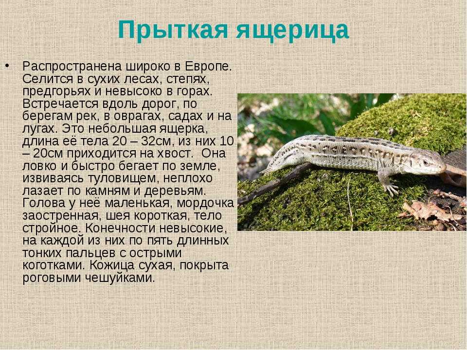 Крымская ящерица
