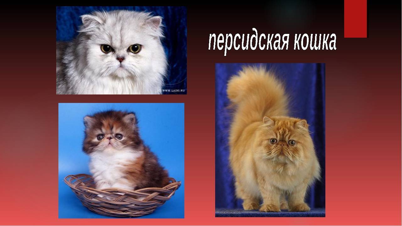 Все о персидских котах: внешний вид, характер, продолжительность жизни