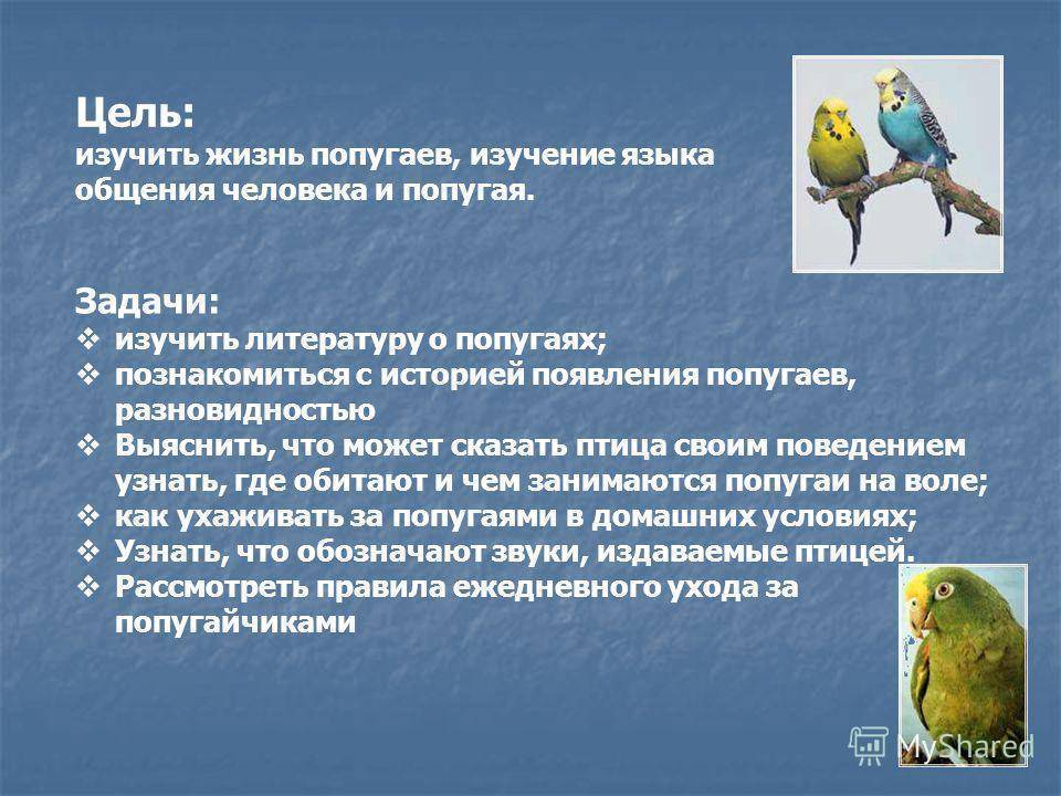 (обновлено) попугай каик: общая информация о виде, содержание и размножение в домашних условиях