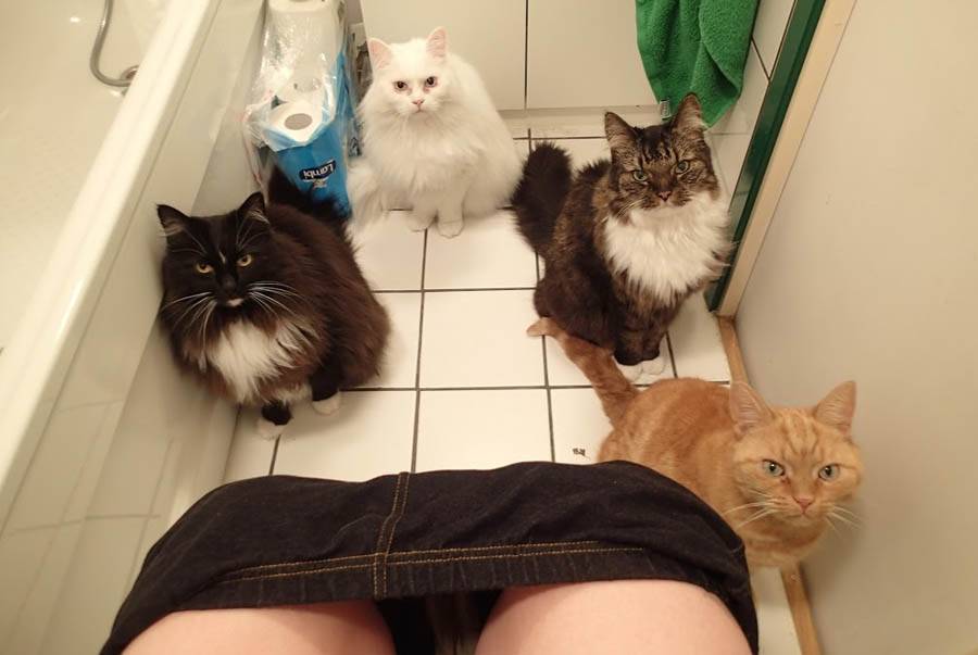 Почему кошка ходит в туалет вне лотка?