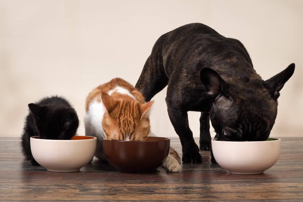 10 «нельзя» для хозяина кошки. уход, питание, кормление. фото — ботаничка