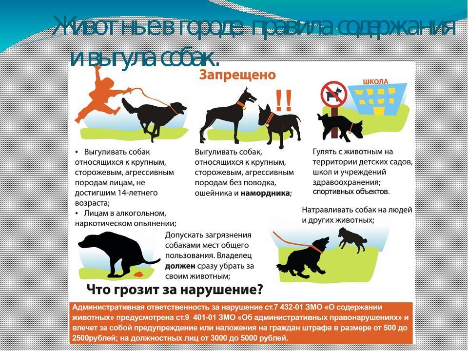 Список запрещенных к выгулу без поводка собак