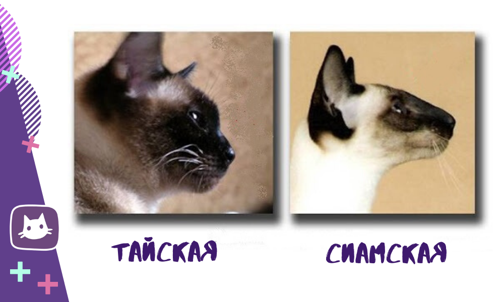 Сиамская и тайская кошка отличия породы