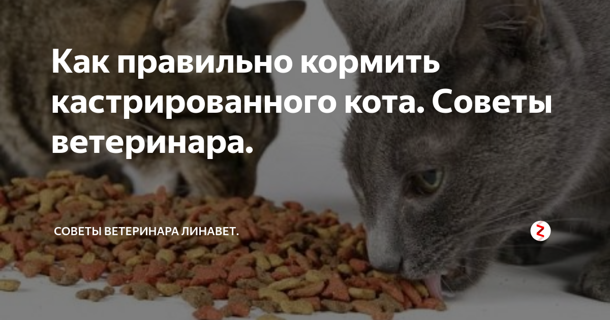 Когда можно кормить после кастрации. Как правильно кормить кота кастрированного. Правильный корм для кастрированного кота. Правильное питание кастрированного кота. Как лучше кормить кастрированного кота?.
