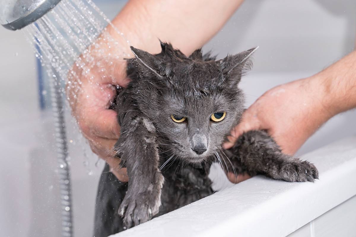 Сколько можно купать кошку. Мокрая кошка. Гигиена кошек. Кота купают. Мокрый котенок.