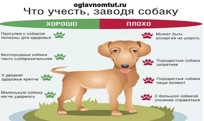 Что делать, если у вас аллергия на домашних животных