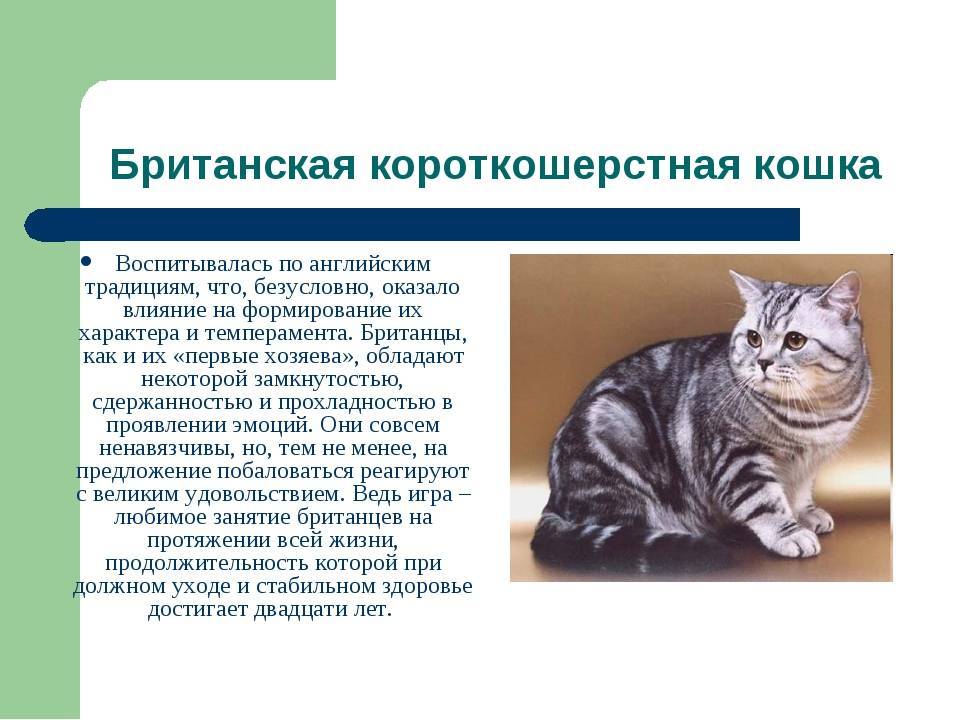 Британская короткошёрстная кошка: описание породы, фото, характер