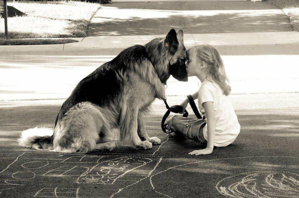 Самый лучший друг: может ли собака забыть хозяина?