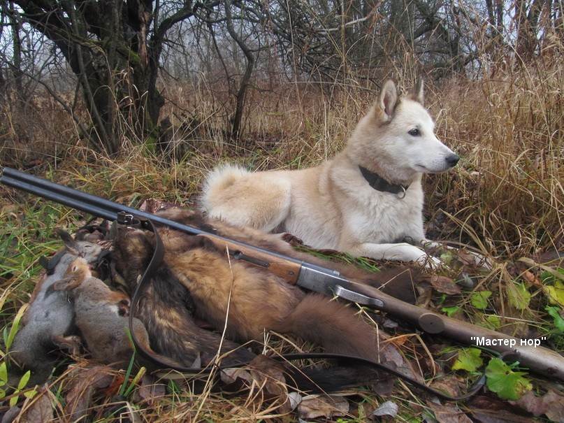 Охота с западно-сибирской лайкой: особенности и уход, натаска, дрессировка собаки
