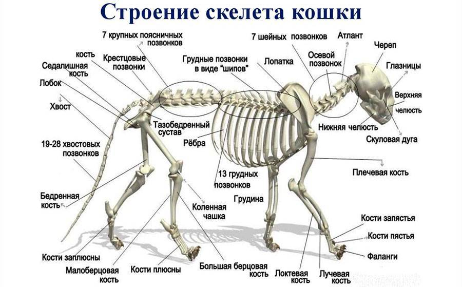 Как выглядит скелет собаки: строение тела и конечностей