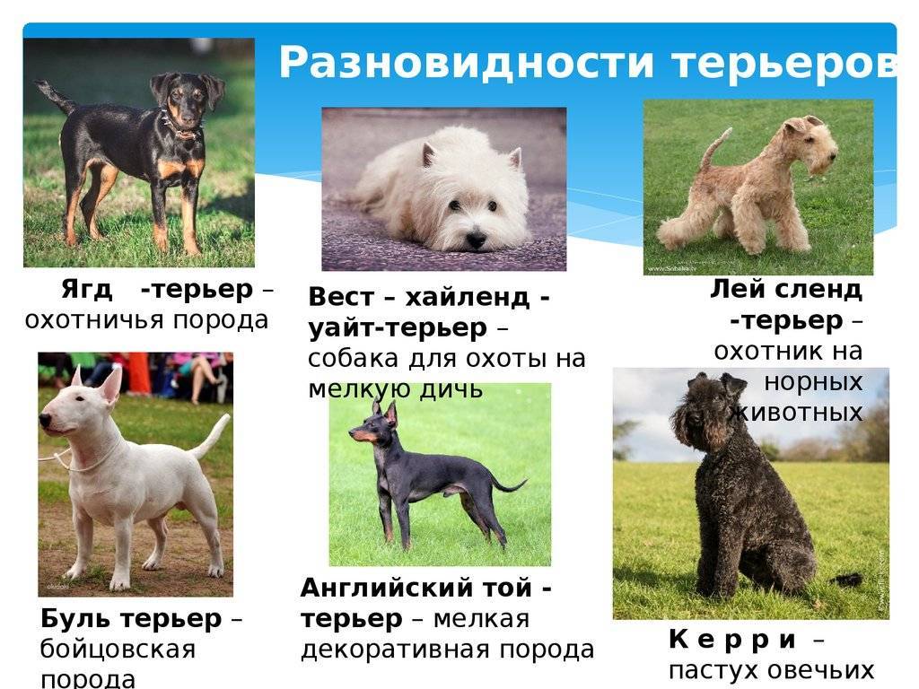Породы собак с фотографиями и названиями — описание пород собак с фото