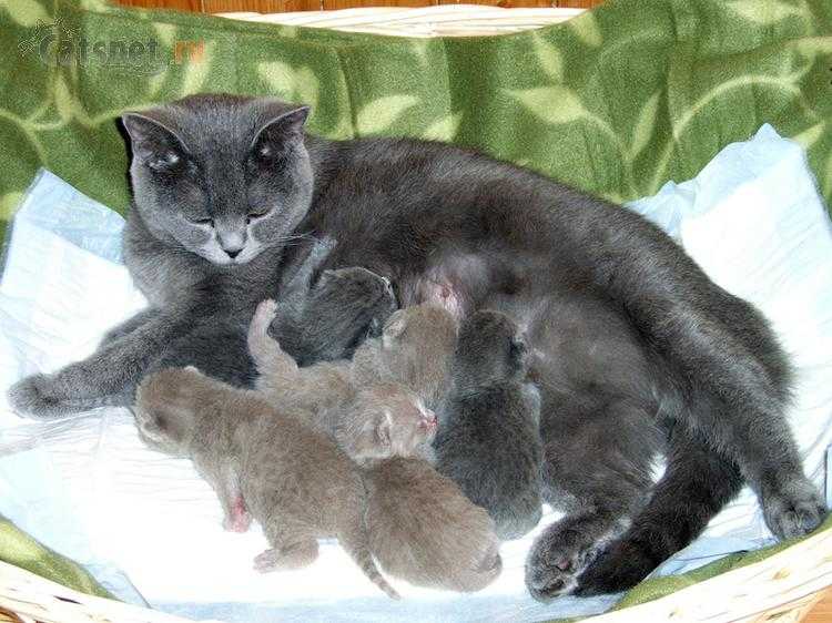 Беременные кошки Британки. Сколько беременны британские кошки
