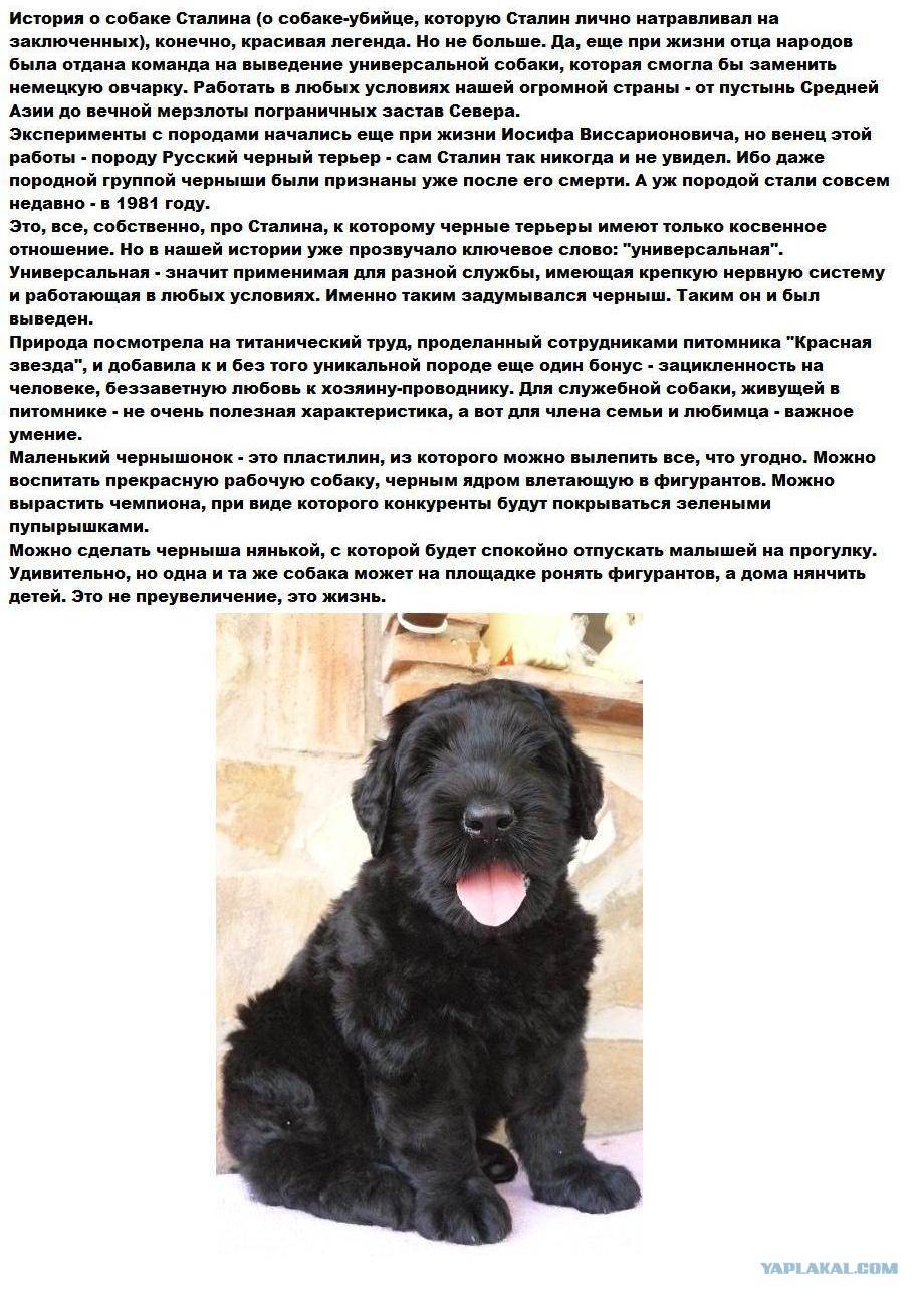Русский черный терьер: происхождение породы, основные характеристики и требования к содержанию