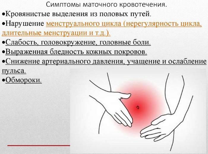 Кровь у кошки во время родов: причины, первая помощь