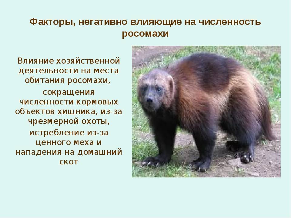 Росомаха: сумасшедший зимний охотник - зима - info.sibnet.ru