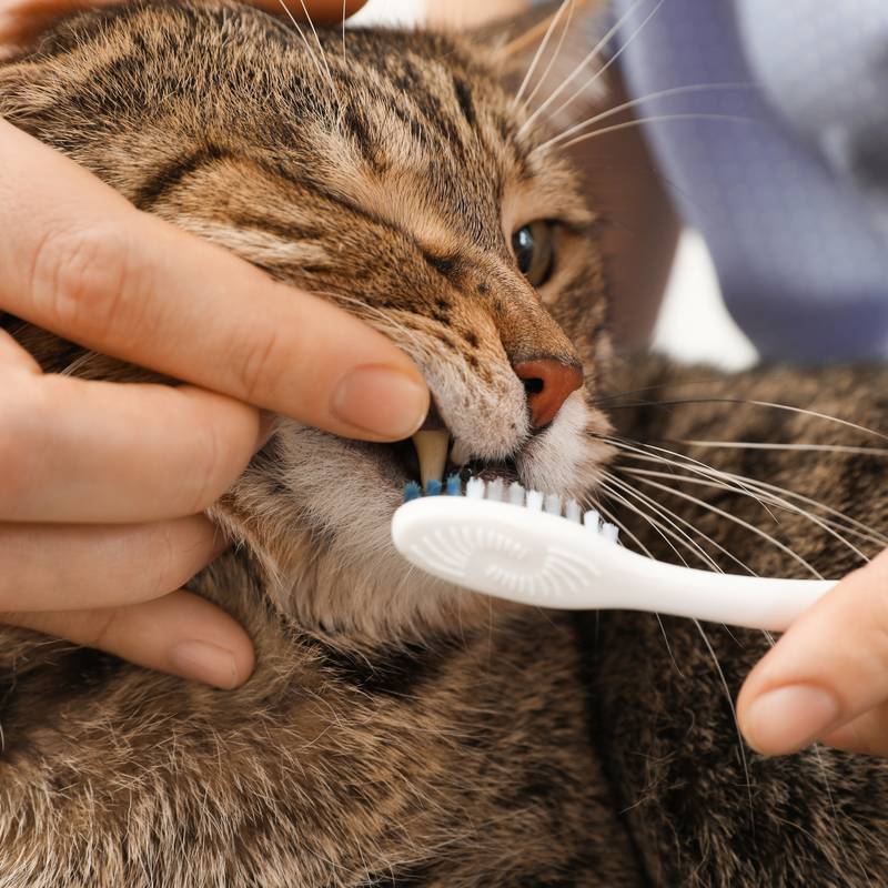 Стоматит у кошек: лечение в домашних условиях, симптомы и разновидности заболевания