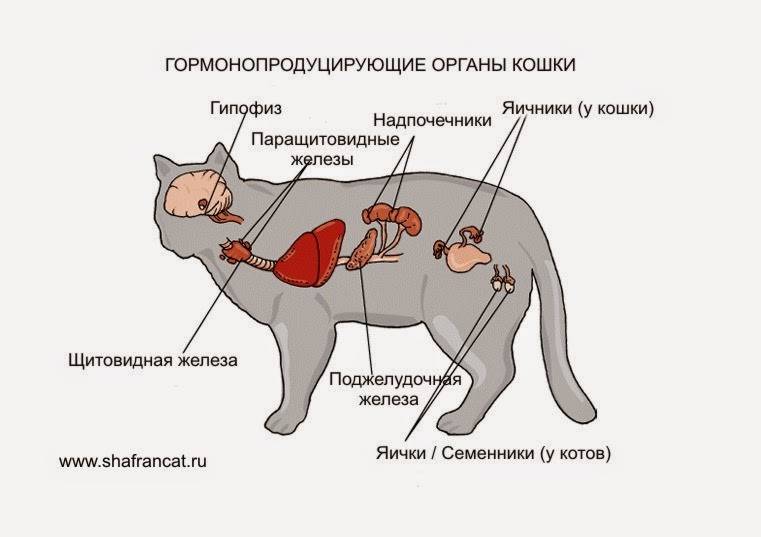 Кот после кастрации