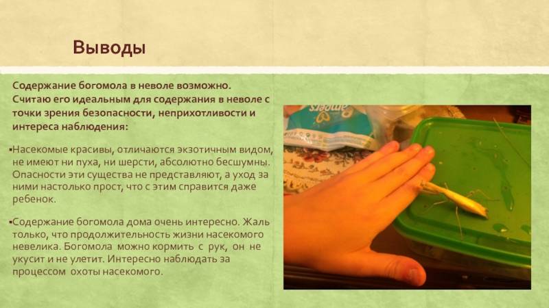 Богомол - фото, видео, размножение, содержание богомолов