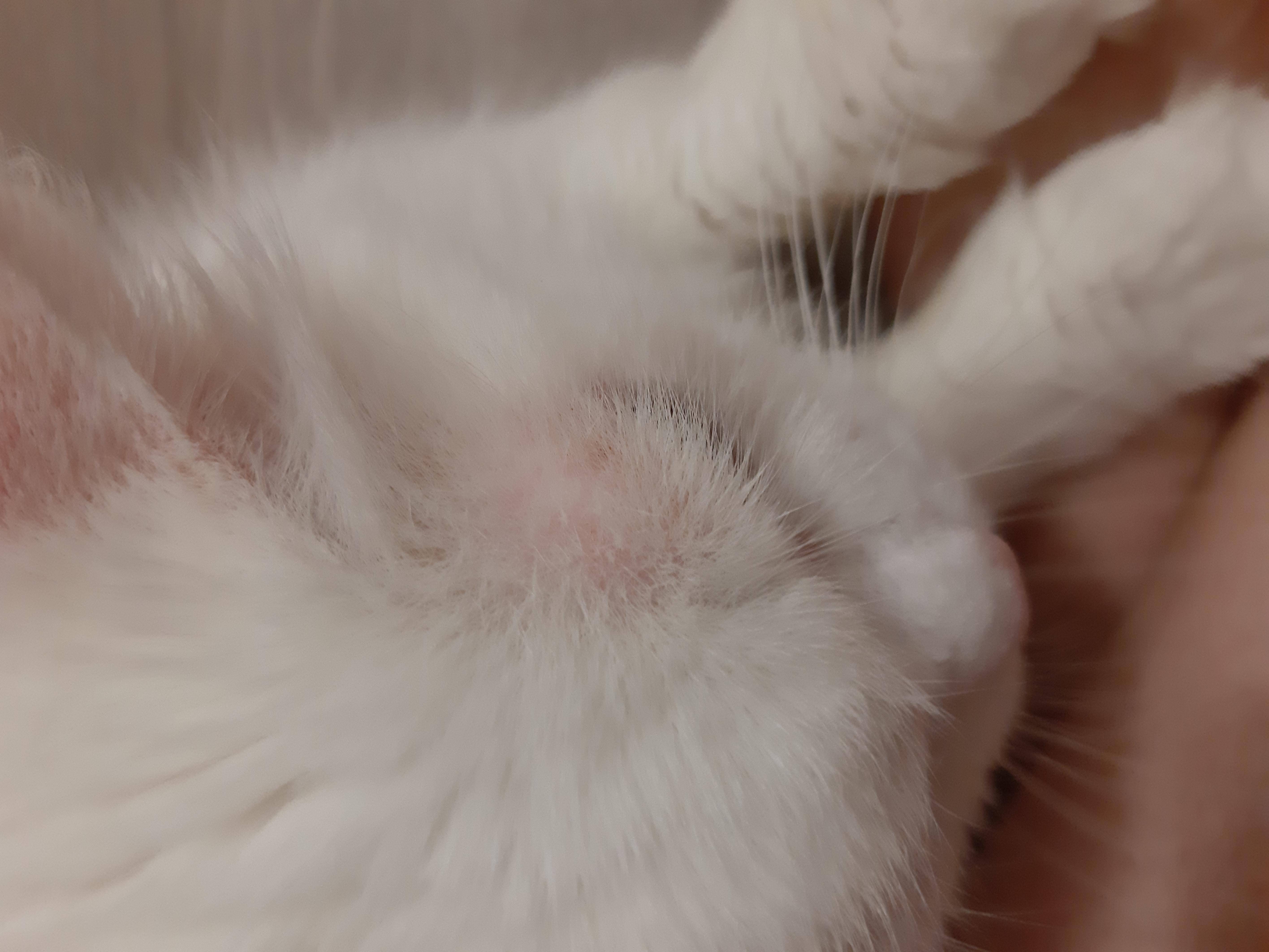 Коричневый налет в ушах у кошки – загрязнение или симптом заболевания