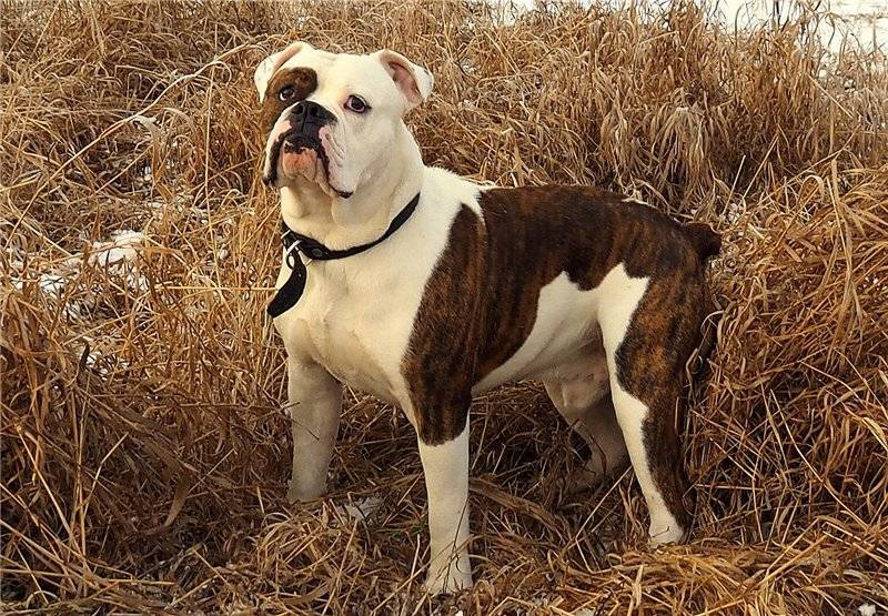 Староанглийский бульдог: история породы, внешний вид, характер, здоровье (+ фото) | ваши питомцы