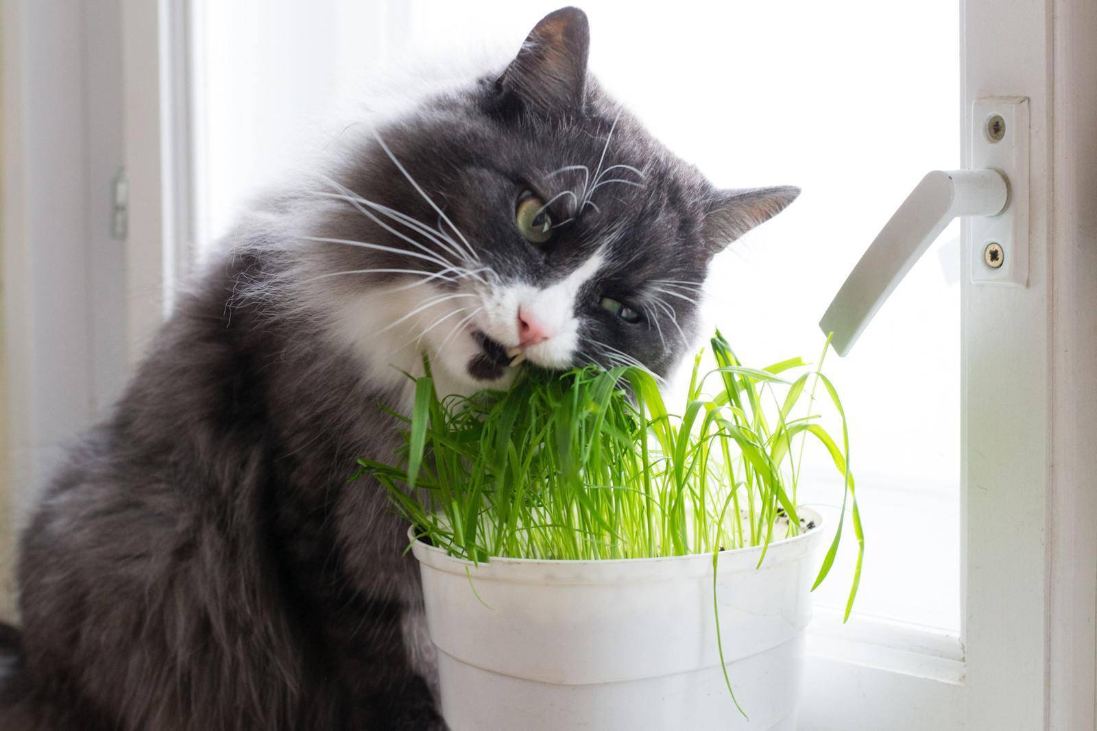 Какую траву любят и едят кошки: виды травы, польза для организма, способы проращивания