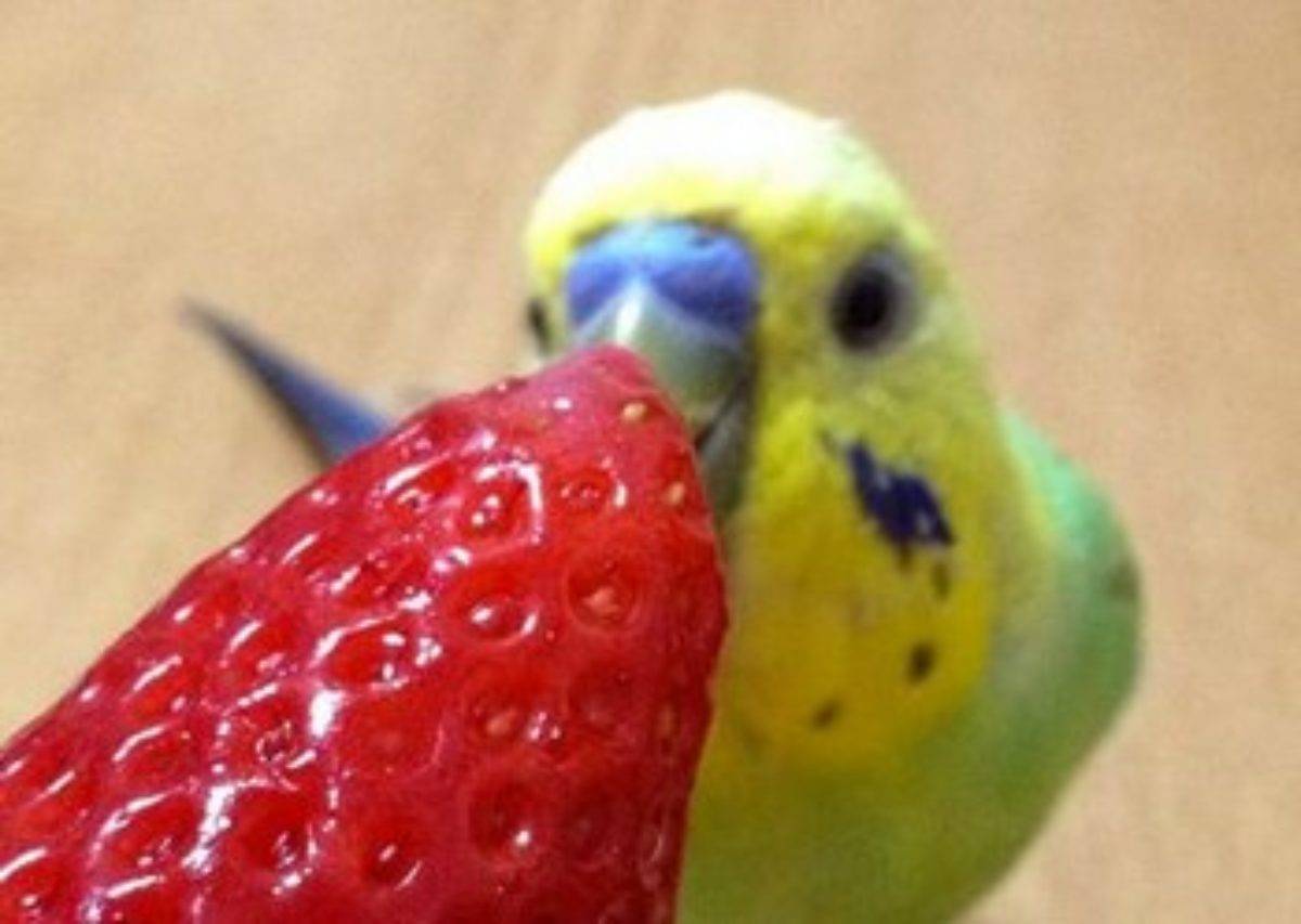 Что можно попугаям из фруктов. Попугай с клубникой. Клубника для волнистых попугаев. Попугай и ягоды. Попугай ест клубнику.