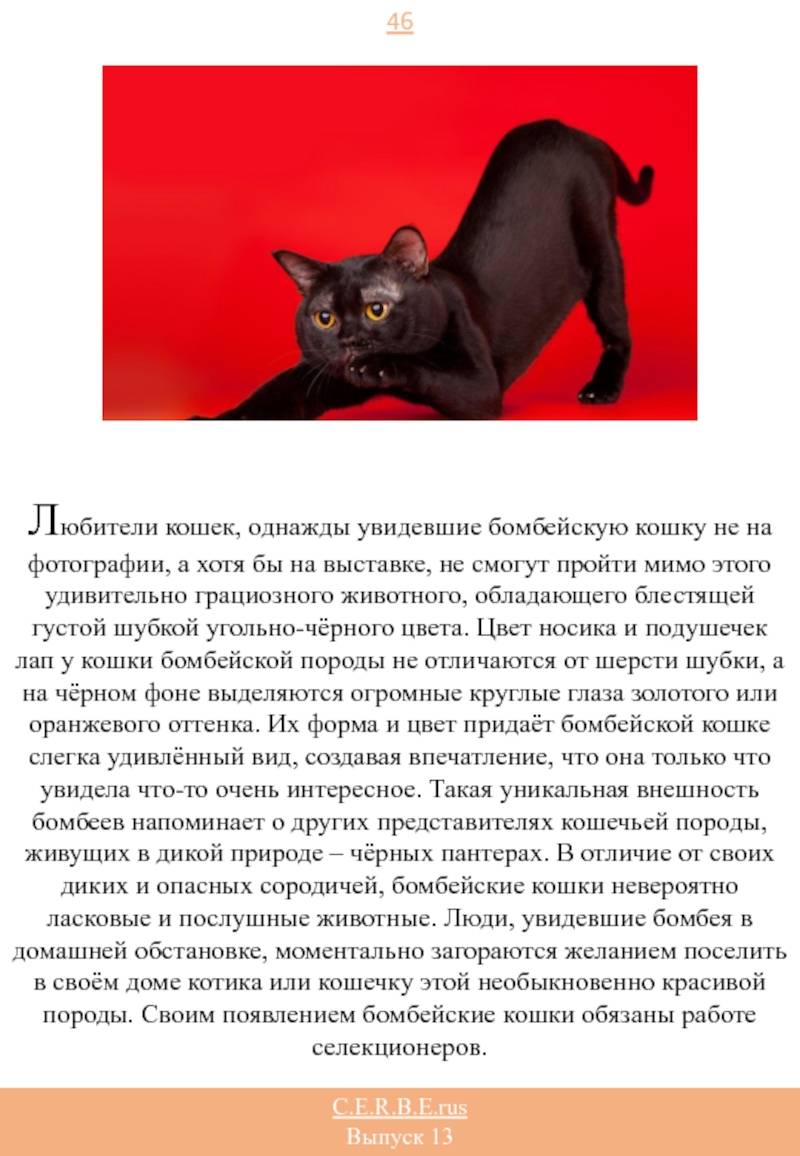 Бомбейская кошка: история, внешность и характер (+ фото) | ваши питомцы
